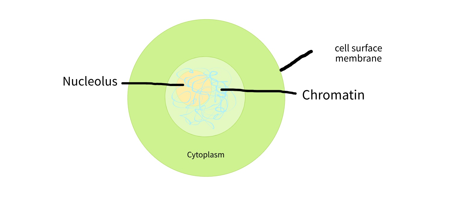 Interphase Diagram